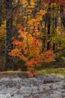 USA, Maine. Small maple tree, Baxter State Park. Art Print